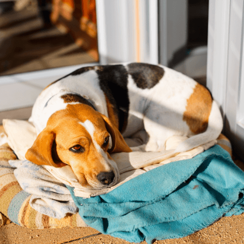 Dog lying on a blanket outdoors<br />
