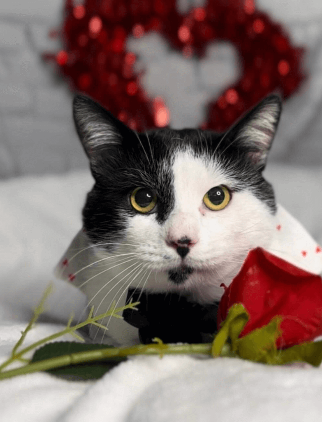 Cat posing for photo with a rose