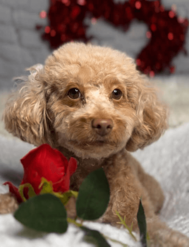 Dog posing for photo with a rose