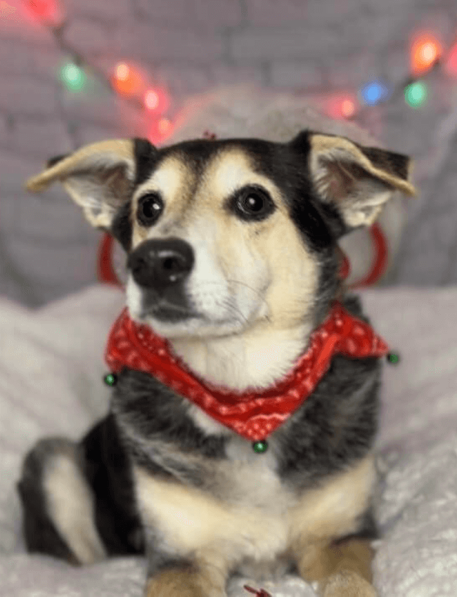 A dog wearing a red bandana