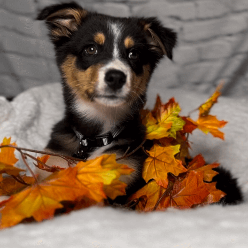 a dog sitting on a blanket with leaves