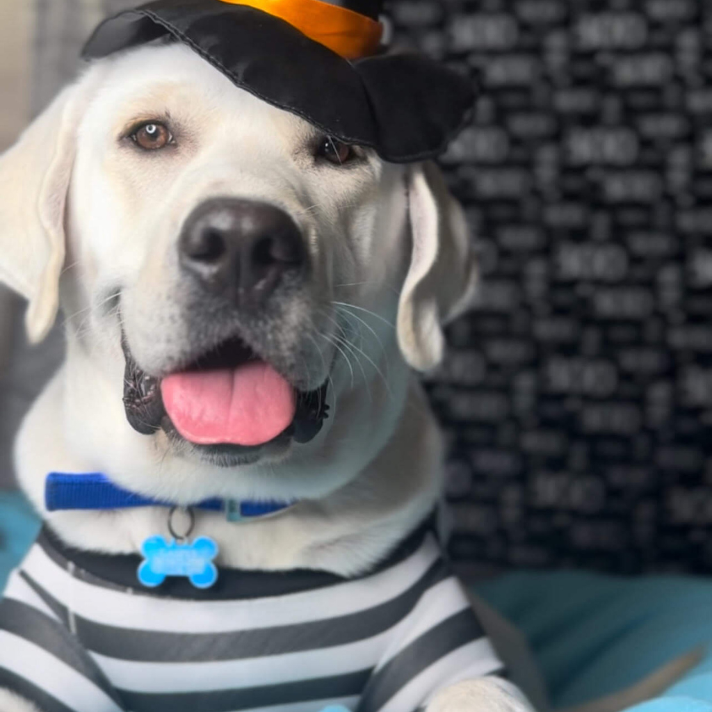 Dog wearing striped costume and black hat