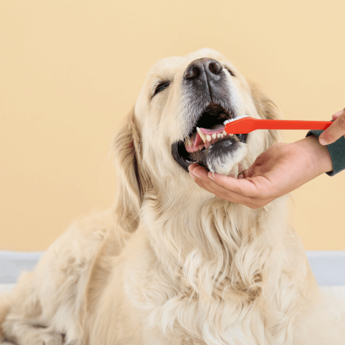 Person brushing a dog's teeth