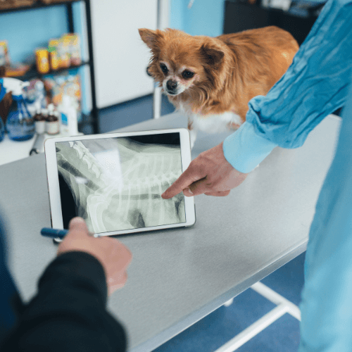 Vet examining digital X-ray of a dog