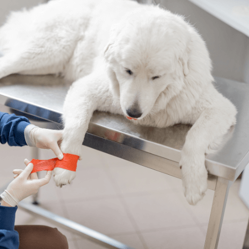 Vet putting bandage for a dog