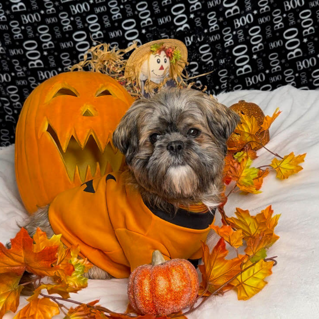 Dog in orange garment beside pumpkins