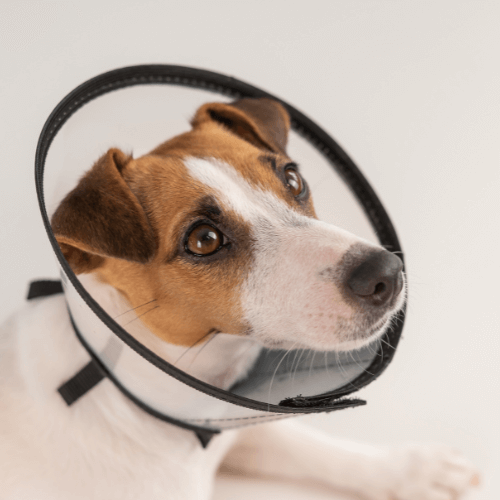 Dog wearing a surgery cone