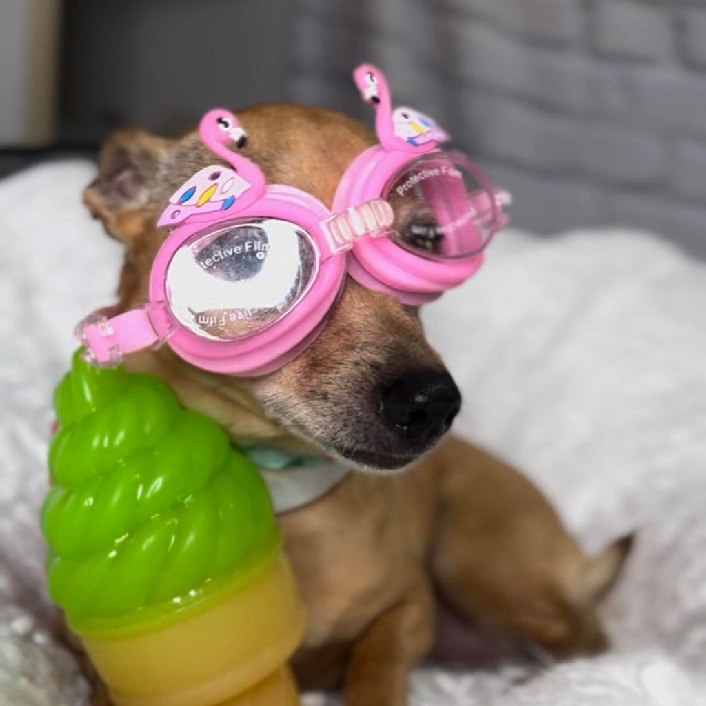 Dog wearing spectacles and holding ice cream toy