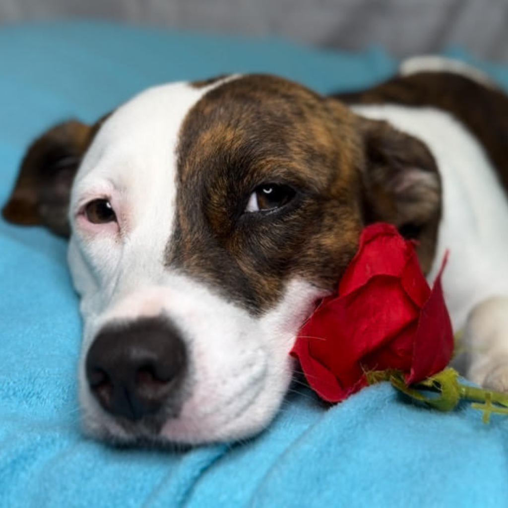 Dog lying on bed with a rose