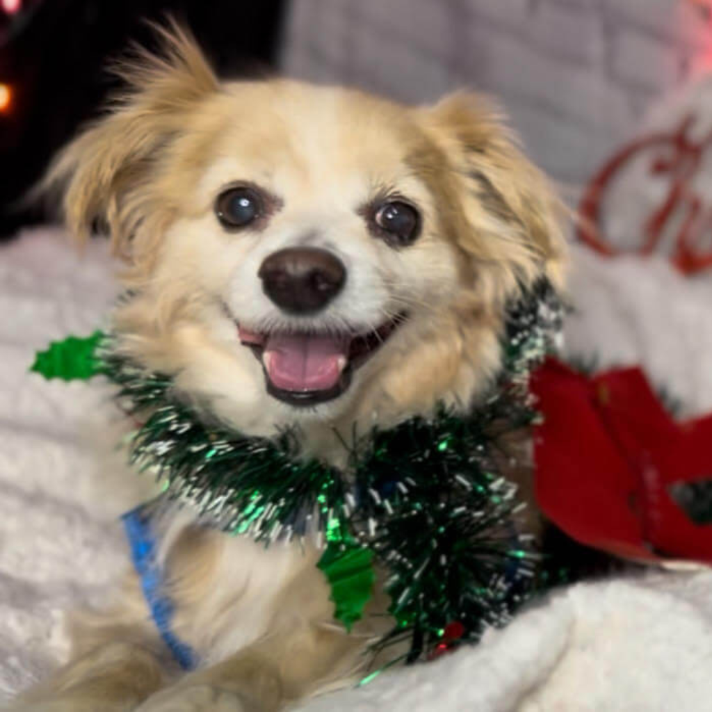 Dog wearing a green tinsel around its neck