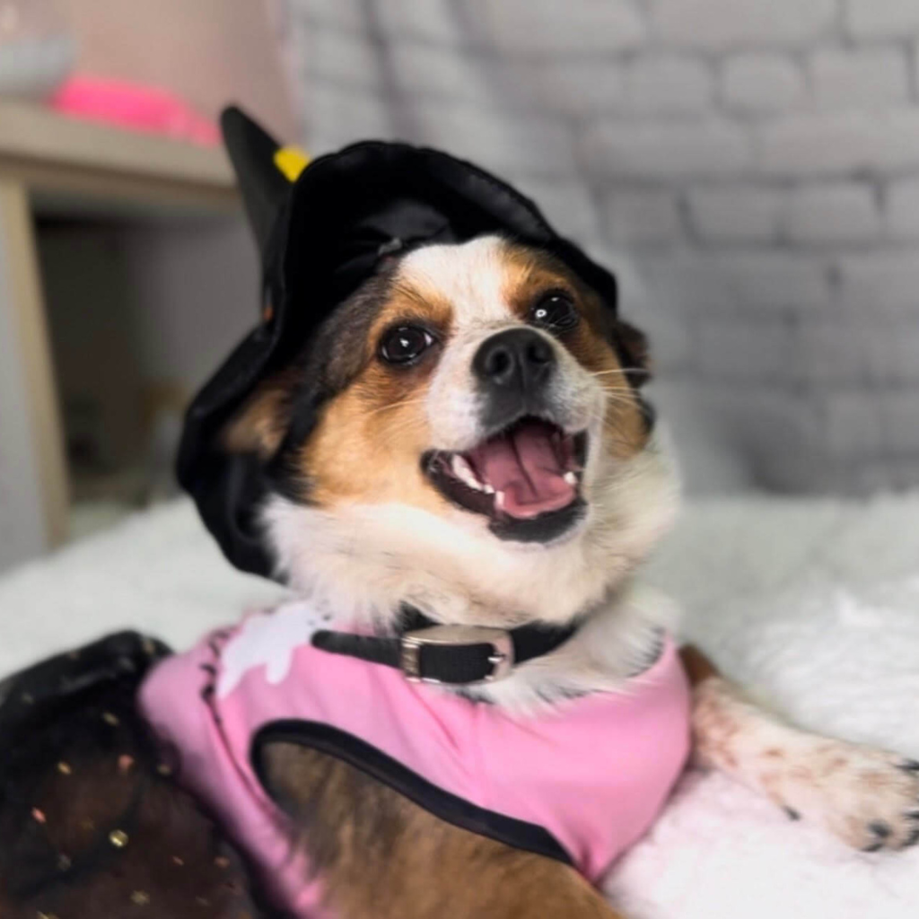 dog wearing a Halloween costume and a black hat